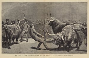 في عرض الماشية ، الحكم على الماشية الاسكتلندية ، Hielander متصدع