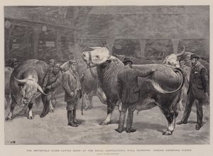 عرض الماشية في نادي سميثفيلد في القاعة الزراعية الملكية ، Islington ، للحكم على Hereford Steers