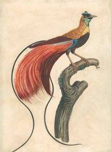 طائر الجنة ذو اللون الأحمر (Paradise Apoda Raggiana) ، جنوب شرق غينيا الجديدة