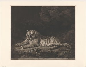 تيجيرين A Tigress (العنوان على الكائن) بواسطة جون بويدل