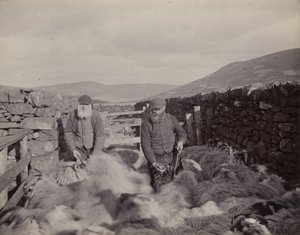 خراف الصباح في غلين بروسين ، 1897 بواسطة جون إدوارد أليوسيوس ستيجال
