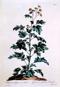 عام أو حمى الحديقة ، رسم توضيحي من "الأعشاب البريطانية" ، مارس 1770