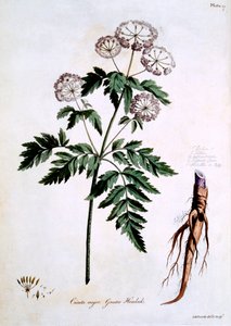 Hemlock الكبرى [Cicuta major] ، توضيح من "الأعشاب البريطانية" لجون إدواردز ، نُشر في مارس 1770 بواسطة جون إدواردز