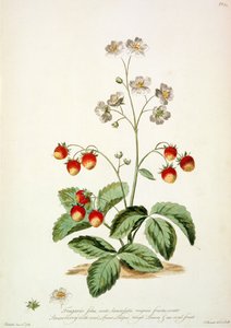 الفراولة: بيضاوية الشكل ، أوراق خشنة وفاكهة بيضاوية من "The British Herbal ..." بواسطة جون إدواردز
