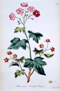 توت كندا الحلو [Rubus odoratus] ، رسم توضيحي من "الأعشاب البريطانية" لجون إدواردز ، نُشر في مارس 1770 بواسطة جون إدواردز