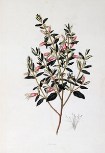 كوريا ريفليكسا ، رسم جون فريدريك ميلر (1759-1796)