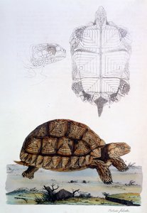 تيستودو سولكاتا ، 1796 (نقش يدوي)