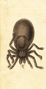 Pinktoe الرتيلاء ، Avicularia avicularia. ، 1800 (نقش)
