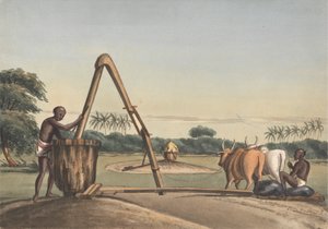 Checkoo أو طاحونة الزيت بواسطة جون جانتز