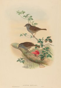 Accentor modularis Dunnock. التأليف: جون جولد ، هنري قسطنطين ريختر. بواسطة جون جولد وهنري قسطنطين ريختر
