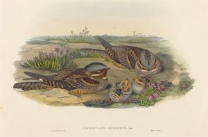 Caprimulgus europaeus Nightjar. التأليف: جون جولد ، هنري قسطنطين ريختر.