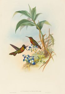 Clytolaema aurescens Banded Ruby أو Gould's Ruby. التأليف: جون جولد ، هنري قسطنطين ريختر.