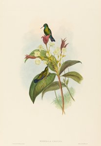 Eucephala caerulea الياقوت الأزرق الذقن. التأليف: جون جولد ، هنري قسطنطين ريختر. بواسطة جون جولد وهنري قسطنطين ريختر