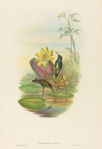 Hylocharis lactea الزمرد الياقوت الصدر. التأليف: جون جولد ، هنري قسطنطين ريختر.