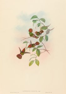 Lophornas Reginae Spangled Coquette. التأليف: جون جولد ، هنري قسطنطين ريختر. بواسطة جون جولد وهنري قسطنطين ريختر
