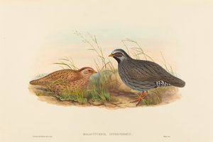 Malacoturnix superciliosus Mountain Quail. التأليف: جون جولد ، هنري قسطنطين ريختر.
