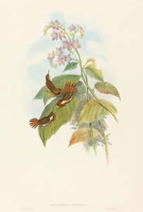 Selashorus scintilla Scintillant Hummingbird. التأليف: جون جولد ، هنري قسطنطين ريختر. بواسطة جون جولد وهنري قسطنطين ريختر