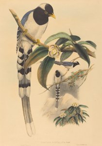 Urocissa cucullata ، ربما 18501883. المؤلفون: جون جولد ، هنري قسطنطين ريختر.