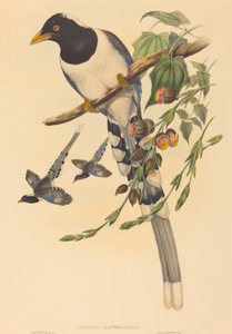 Urocissa magnirostris ، ربما 18501883. المؤلفون: جون جولد ، هنري قسطنطين ريختر.