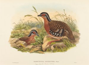 روفوس الصدر الخيزران الحجل Bambusicola Hyperythra. التأليف: جون جولد ، ويليام ماثيو هارت. بواسطة جون جولد وويليام ماثيو هارت