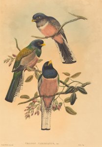Trogan variegatus ، ربما 18361838. المؤلفون: جون جولد وويليام ماثيو هارت. بواسطة جون جولد وويليام ماثيو هارت