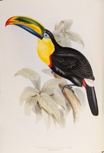 دراسة من Ramphastidae ، أو عائلة الطوقان ، الطبعة الأولى ، نشرت عام 1834 بواسطة جون جولد