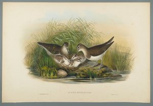 Actitis Hypoleucos - Sniper Sniper (ليثو ملون على ورق منسوج) بواسطة جون جولد