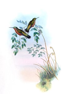 Adelomyia castaneiventris = Lampornis castaneoventris بواسطة جون جولد