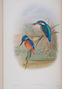 Alcedo Ispida ، لوحة من طيور بريطانيا العظمى جون جولد ، نشرت 1862-1873 (ليثو ملون باليد) بواسطة جون جولد