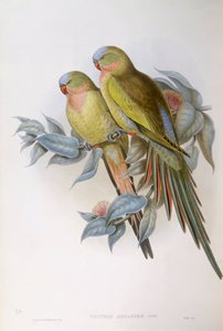 ببغاء الكسندرا (Polytelis alexandrae) ، نقش جون جولد بواسطة جون جولد