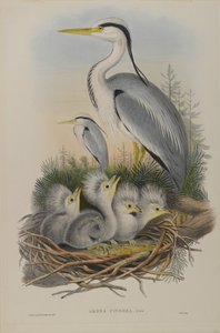Ardea Cinerea - هيرون بواسطة جون جولد