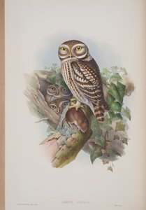 أثينا نوكتوا ، لوحة من طيور بريطانيا العظمى جون جولد ، نشرت 1862-1873 (ليثو ملون باليد) بواسطة جون جولد