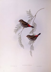 ذيل ناري جميل (Stagonopleura bella) ، نقش بواسطة John Gould بواسطة جون جولد