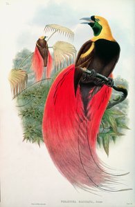 طائر الجنة ، نقش بواسطة T. Walter بواسطة جون جولد