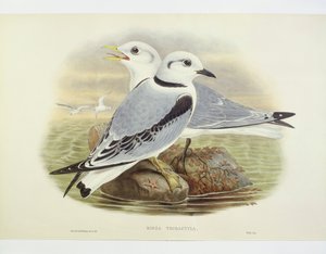 كيتيواكي أسود الأرجل (Rissa tridactyla) ، نقش بواسطة John Gould ، William Hart ، HC Richte بواسطة جون جولد