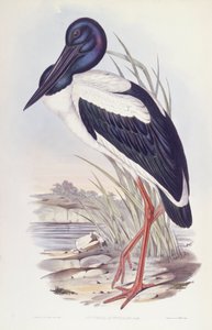 اللقلق الأسود العنق (Ephippiorhynchus asiaticus) ، نقش بواسطة جون جولد بواسطة جون جولد