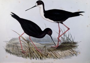 Stilt الأسود (Himantopus novaezelandiae) ، نقش من Birds of Australia بواسطة جون جولد