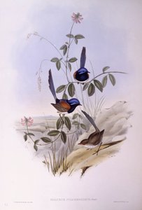 جنية زرقاء الصدر (Malurus pulcherrimus) ، نقش لجون جولد بواسطة جون جولد
