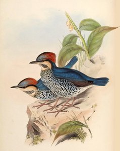 Blue Pitta Pitta cyanea Blyth بواسطة جون جولد
