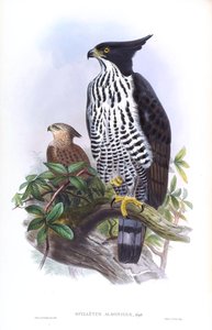 Blyth&39;s Hawk-Eagle Nisaetus alboniger (Gmelin) بواسطة جون جولد