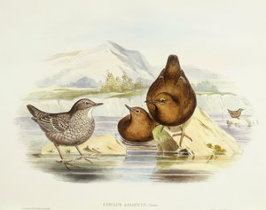 الغطاس البني (Cinclus pallasii) ، نقش بواسطة جون جولد بواسطة جون جولد