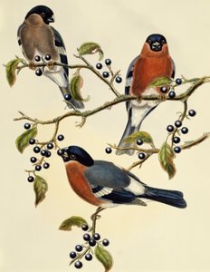 Bullfinch (Pyrrhula pyrrhula) ، نقش بواسطة John Gould (1804-1881). المملكة المتحدة بواسطة جون جولد