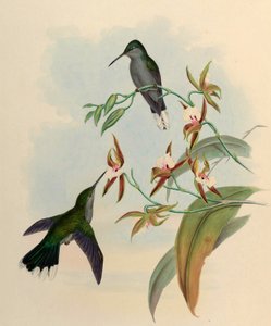 Campylopterus latipennis = العطيفة الحلزونية بواسطة جون جولد