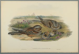 Caprimulgus Europaeus (ليثو ملون على ورق منسوج) بواسطة جون جولد
