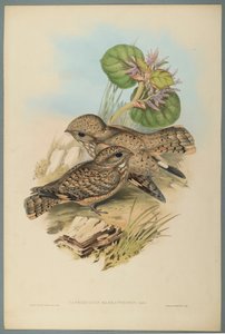 Caprimulgus Mahrattensis ، Nightjar (لون ليثو على ورق منسوج) بواسطة جون جولد