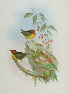 Cettia castaneocoronata بواسطة جون جولد
