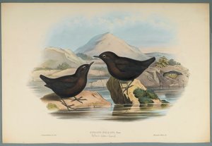 Cinclus Pallasi: Pallas Water Ouzel (ليثو ملون على ورق منسوج) بواسطة جون جولد