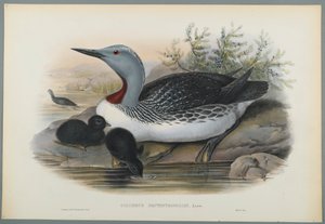 Colymbus Septentrionalis: غطاس أحمر محاط (ليثو ملون على ورق منسوج) بواسطة جون جولد