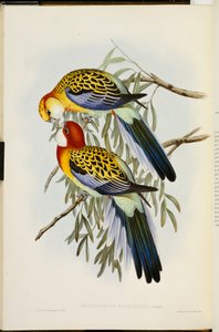 Eastern Rosella ، من "طيور أستراليا" ، الطبعة الأولى ، تم نشرها 1840-69 بواسطة جون جولد