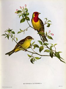 Euspiza Luteola ، القرن التاسع عشر بواسطة جون جولد